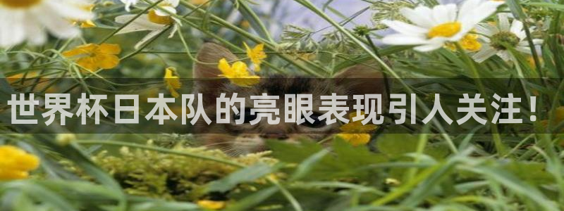 世界杯 中国：世界杯日本队的亮眼表现引人关注！